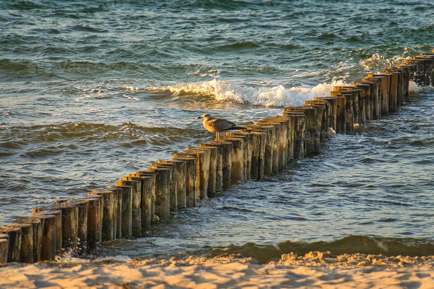espigones en la playa del mar báltico en zingst. las olas rompen en la madera foto