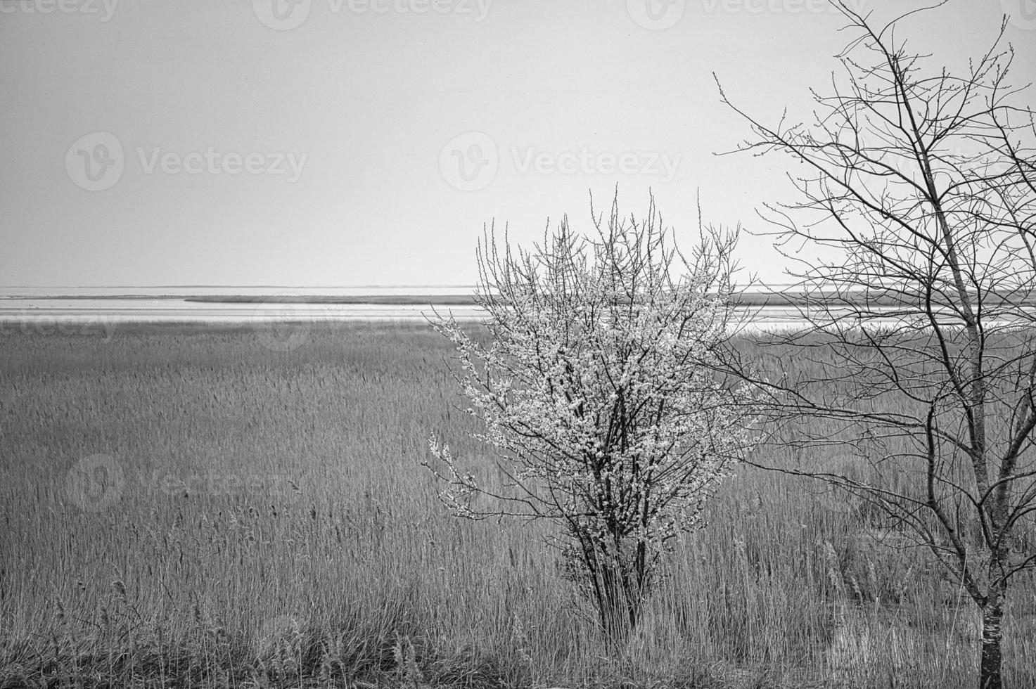 Tree in black and white in the reeds on the darss. dramatic sky by the sea . Landscape photo