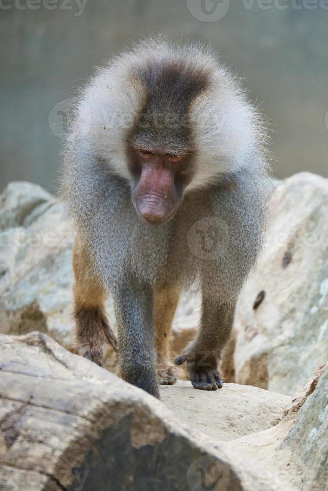 Baboon on rock. Relaxed monkeys that live in the family association. Big monkeys photo