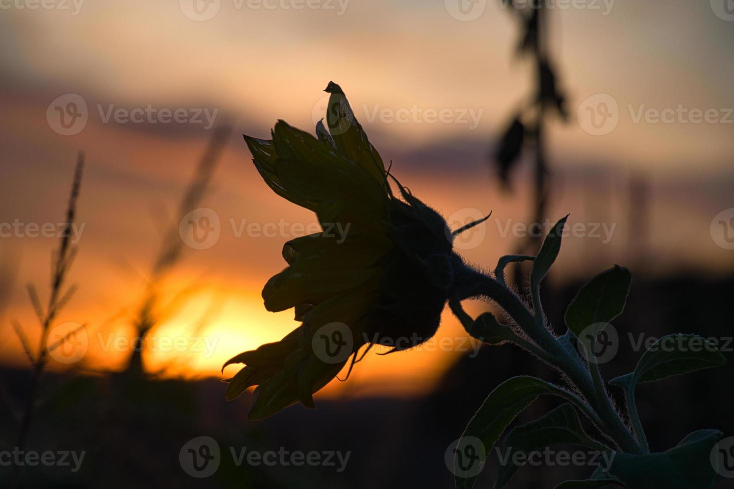 Sunflower in sunflower field at sunset photo