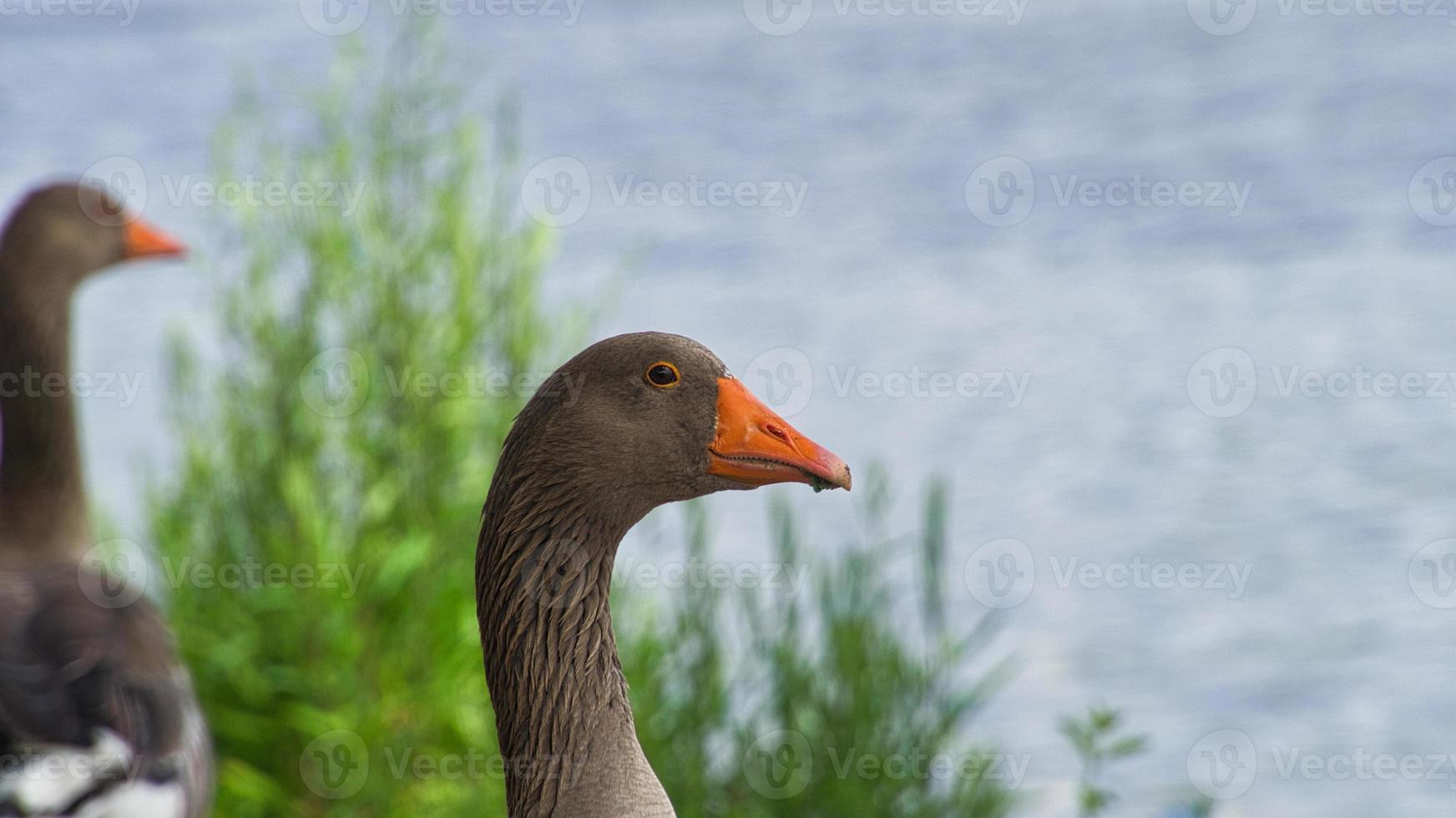 gansos salvajes en el río en el retrato. resto de aves para tomar alimento y descansar. foto