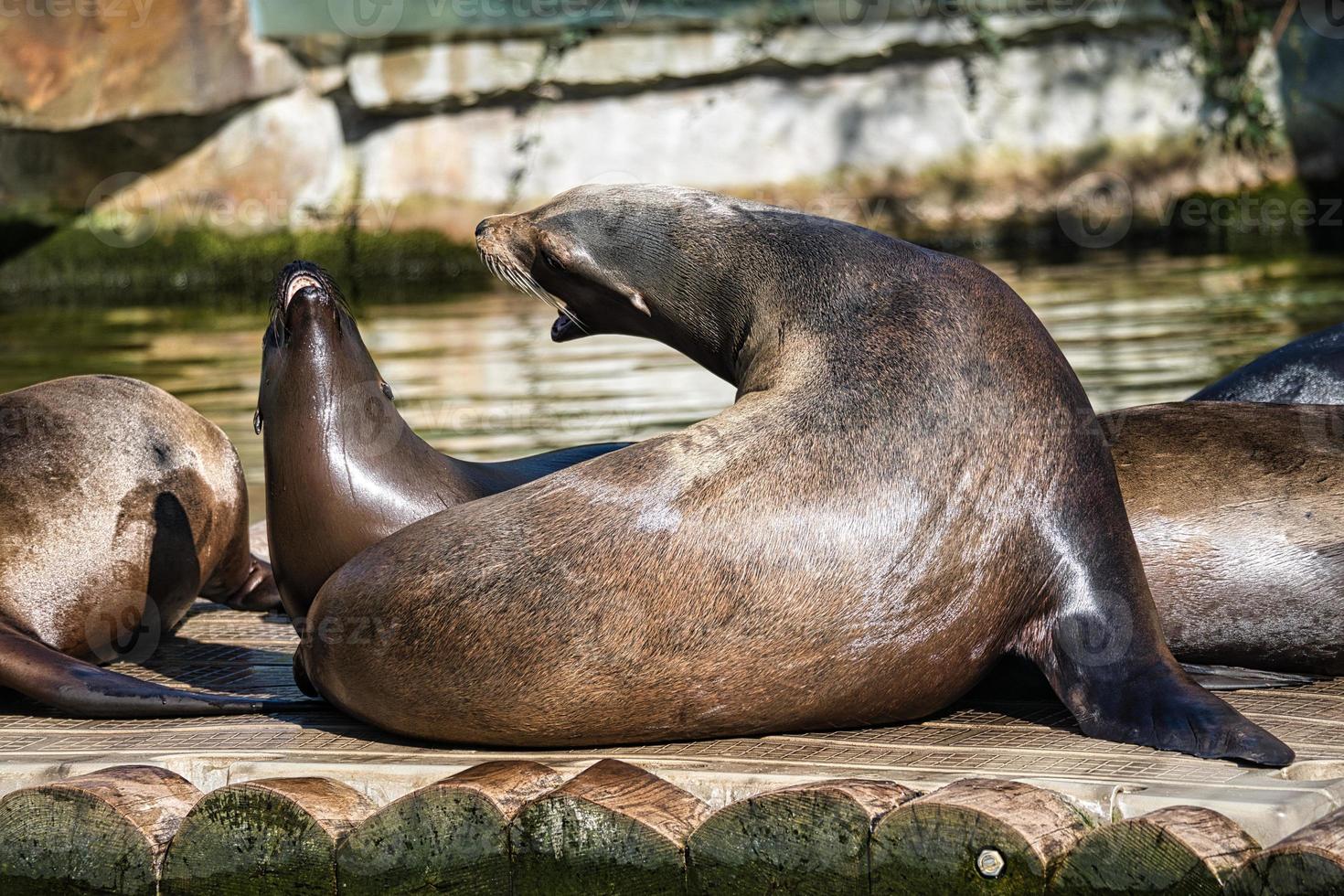 foca marina en el zoológico de berlín foto