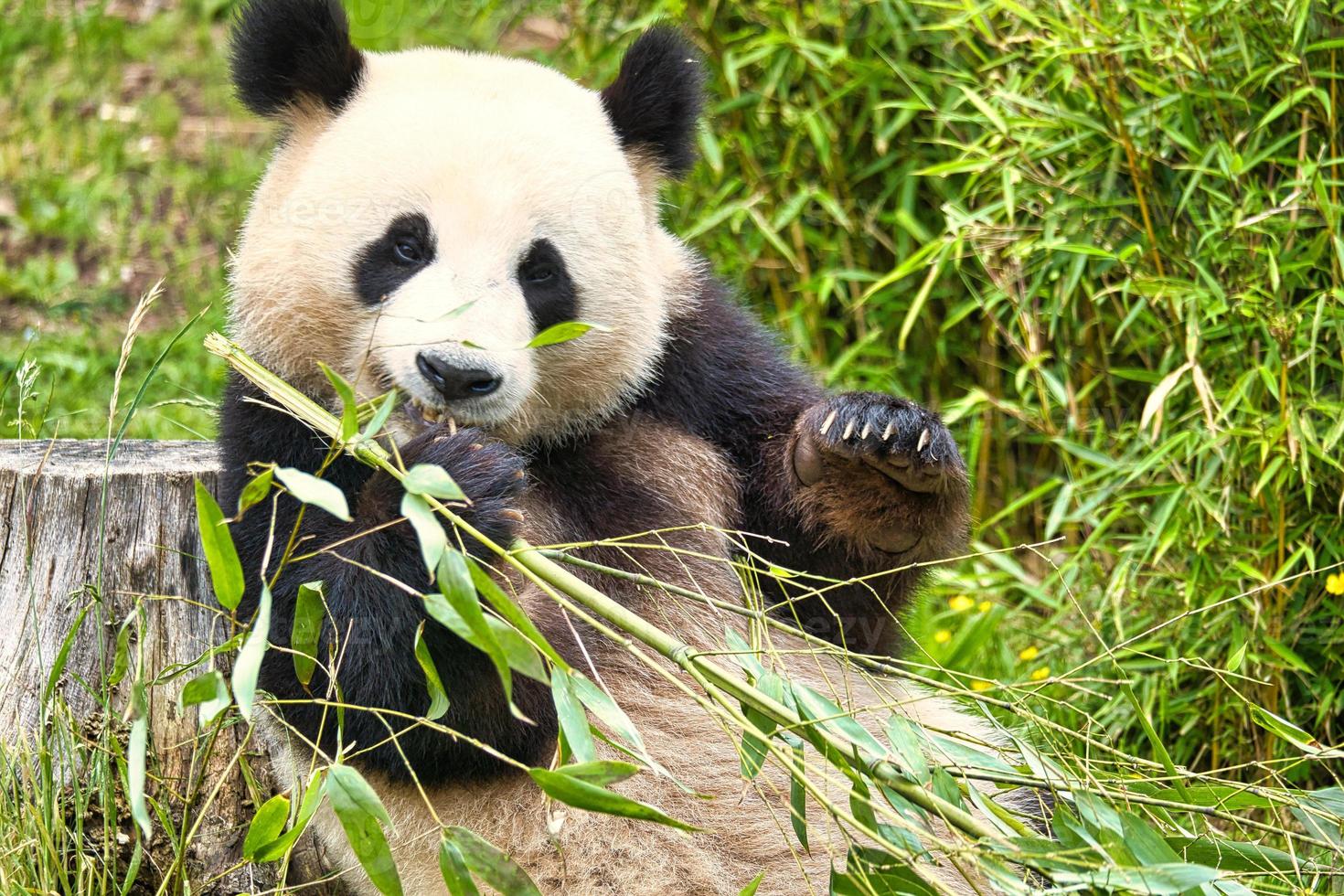 gran panda sentado comiendo bambú. especie en peligro. mamífero blanco y negro foto