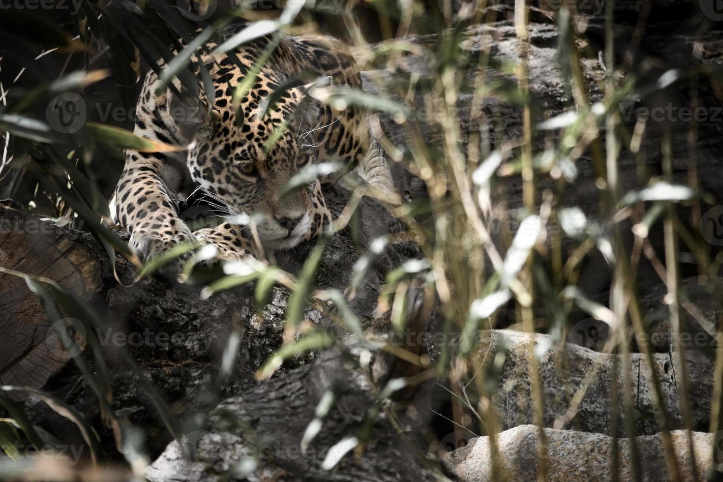 Jaguar lying behind grass. spotted fur, camouflaged lurking. The big cat is a predator. photo