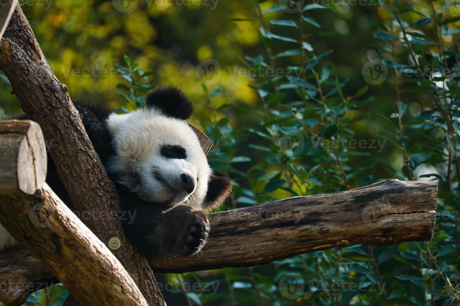 Giant panda lying on tree trunks in the high. Endangered mammal from China. Nature photo