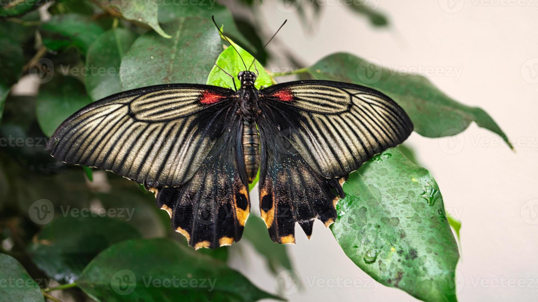 colorful butterfly on a leaf, flower. elegant and delicate photo