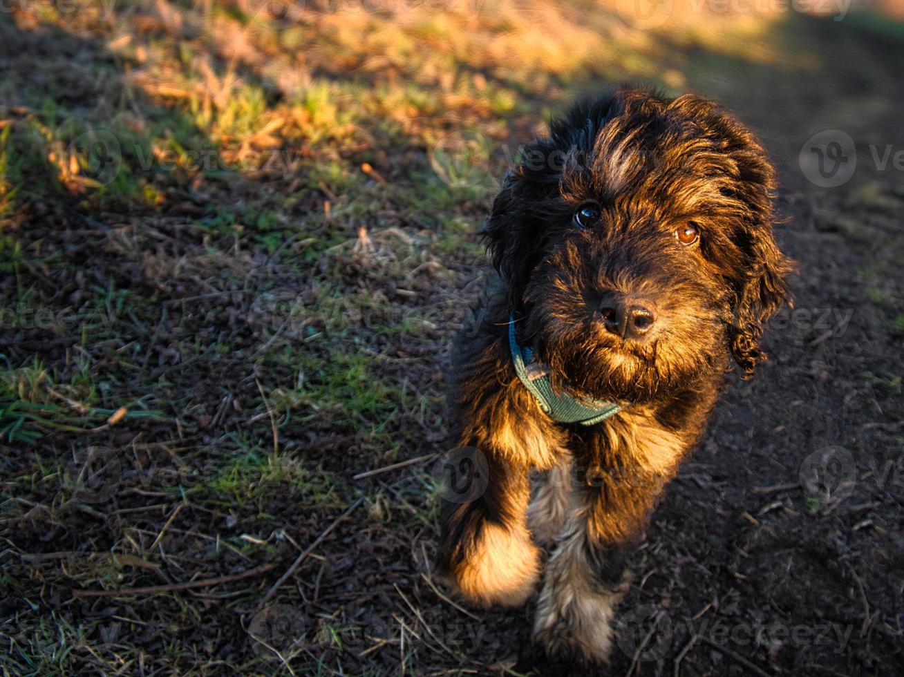 goldendoodle puppy in color black and tan. Hybrid dog from golden retriever and poodle. photo