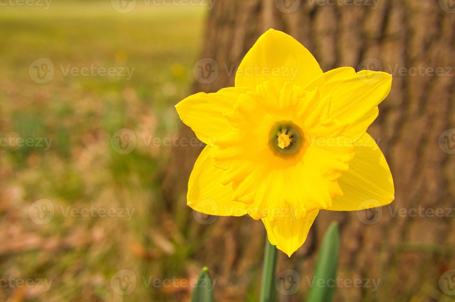 Daffodils at Easter time on a meadow. Yellow white flowers shine against the green grass. photo