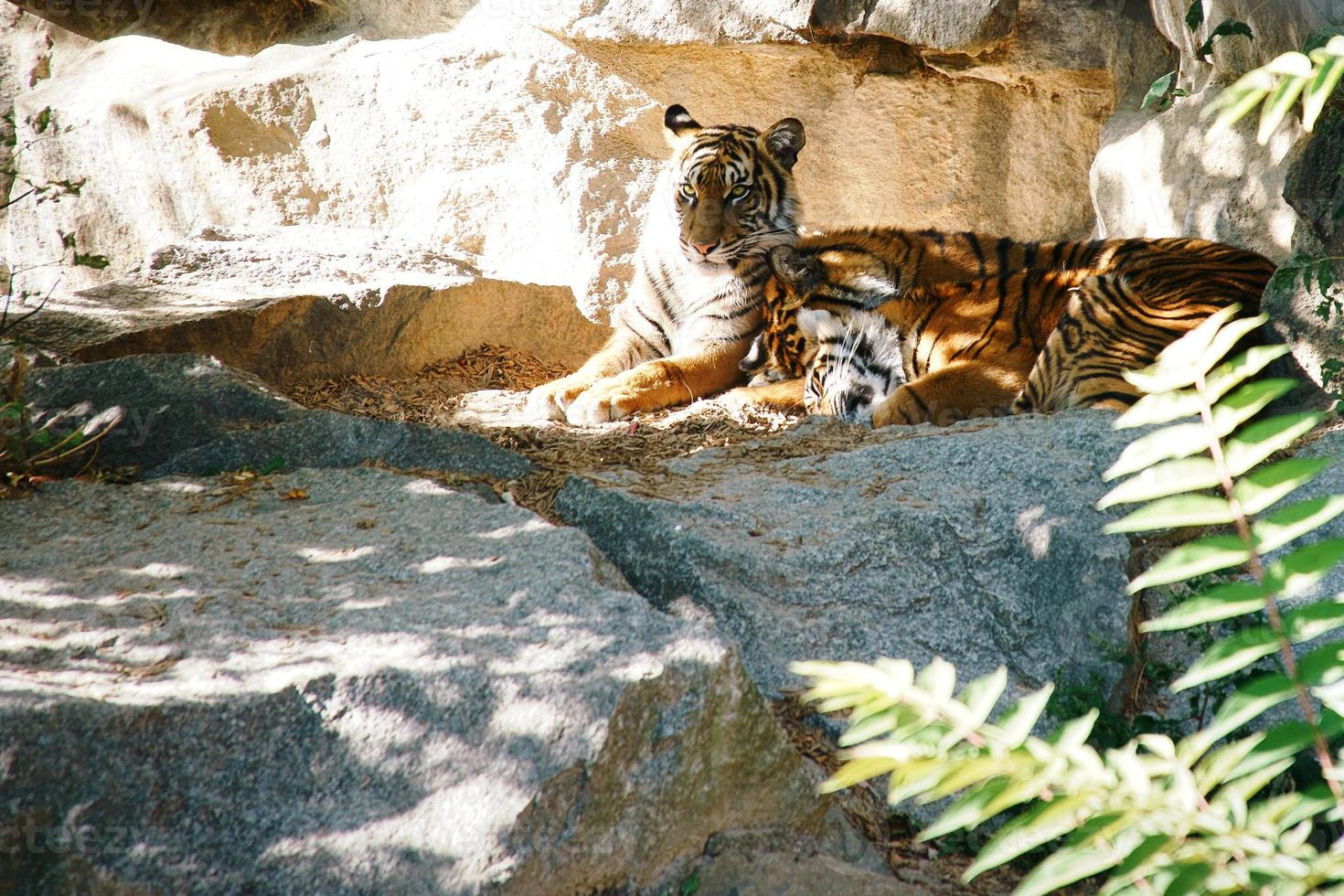 Three tiger cubs lying to rest. Striped fur of the elegant predators. Big cat photo