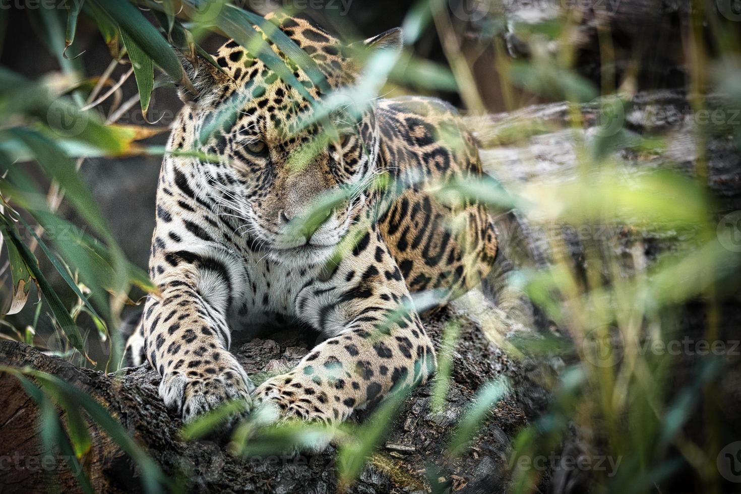 jaguar tirado detrás de la hierba. pelaje manchado, camuflado al acecho. el gato grande es un depredador. foto