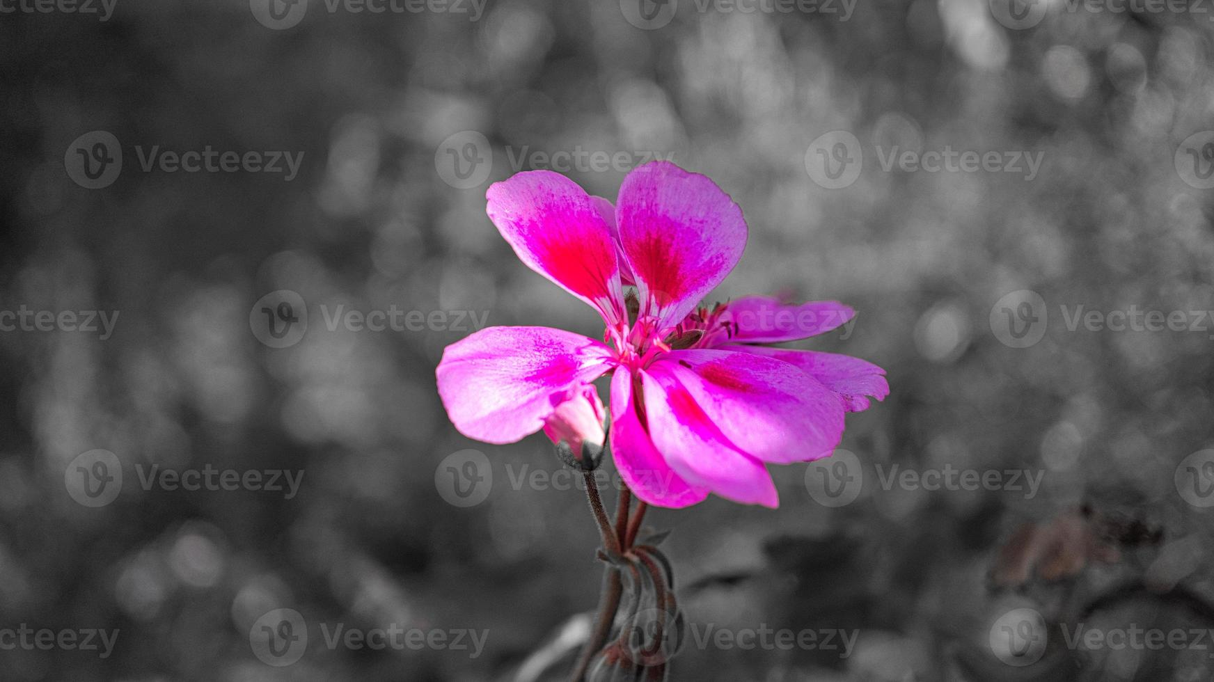 geraniums monochrome shown photo