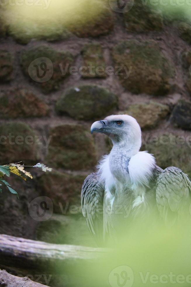 Portrait of a gray vulture. Large bird, gray, white feathers. Scavenger from Africa photo