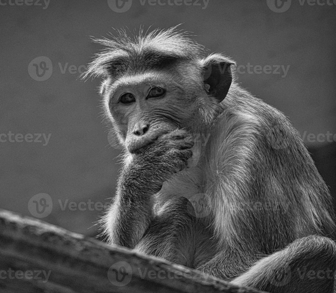 mono rhesus en blanco y negro sentado en una rama y mordisqueando su mano. foto de animales