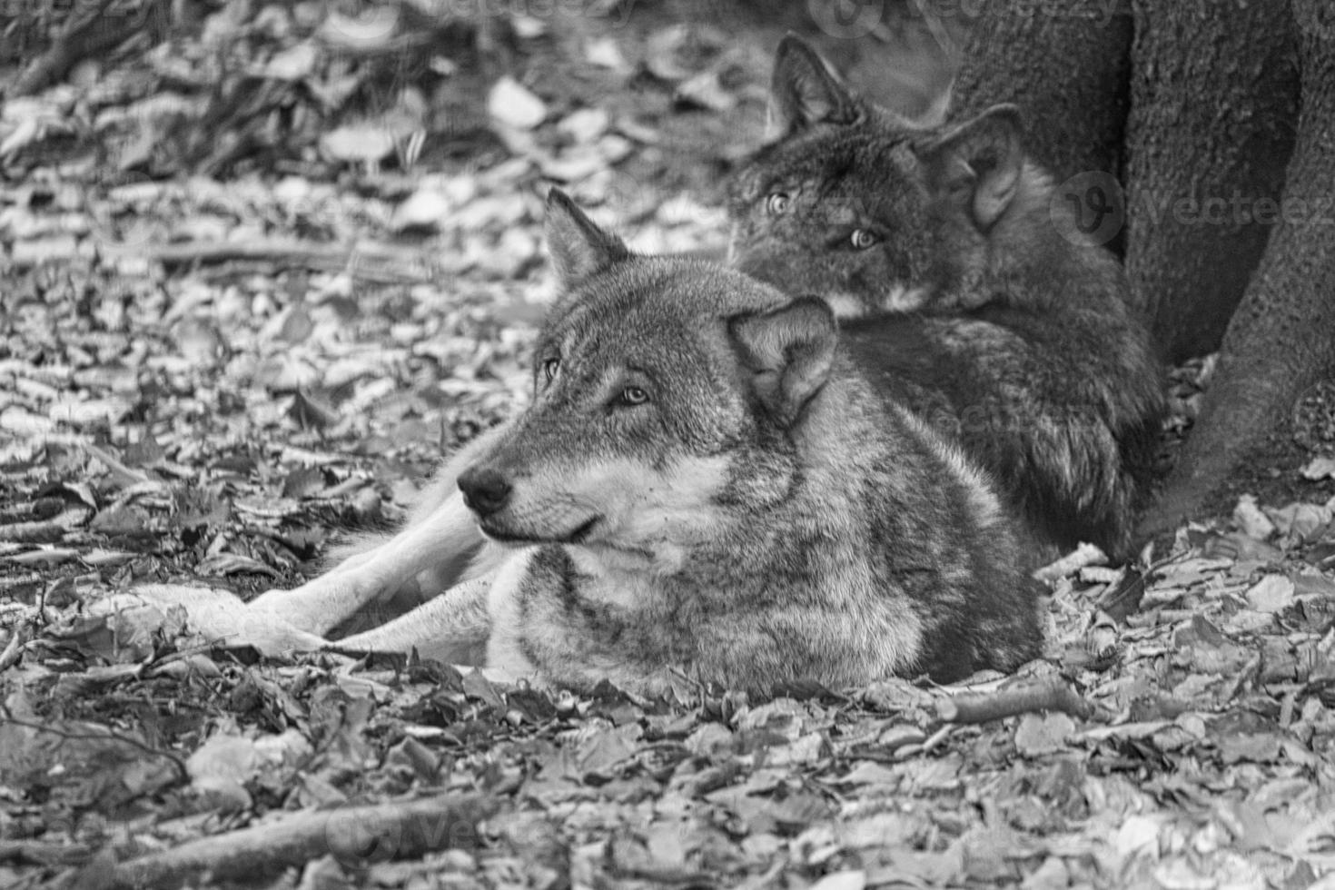 mongolian wolf in a deciduous forest close up in black and white. photo