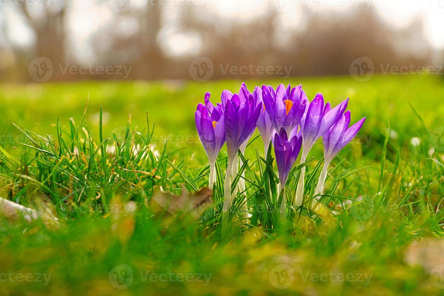 Crocus flower on a meadow, delicate and with slightly blurred background. photo