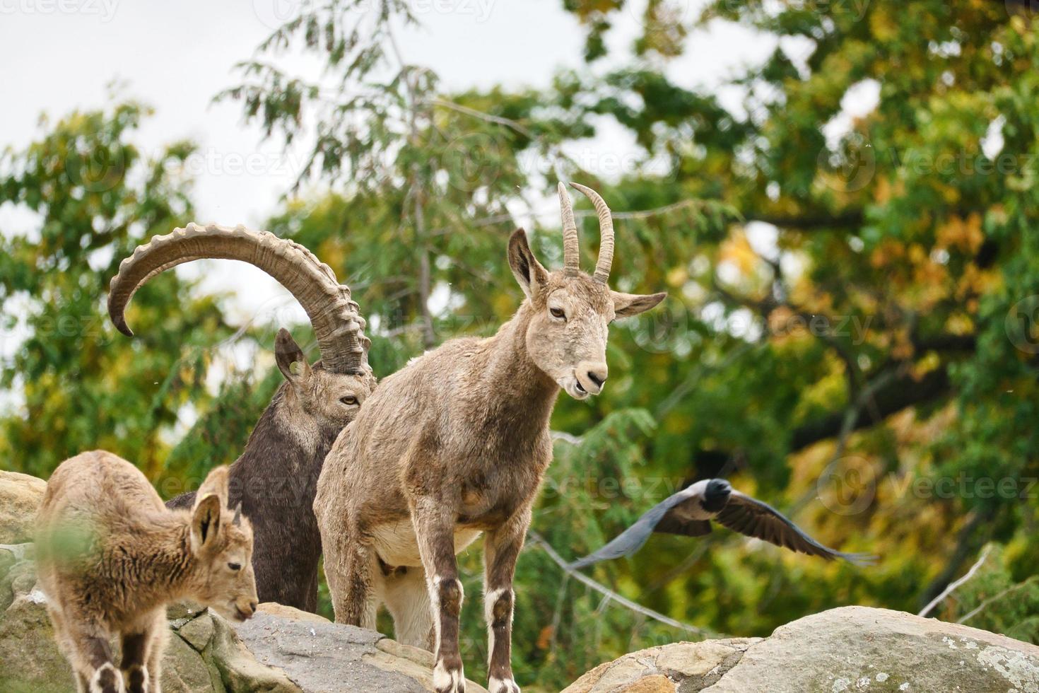 Capricorn family on rocks in nature. Big horn in mammal. Ungulates climbing photo