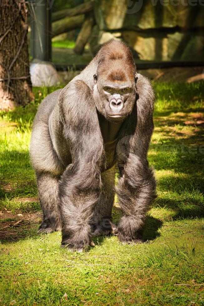 Gorilla, Silver back. The herbivorous big ape is impressive and strong. photo