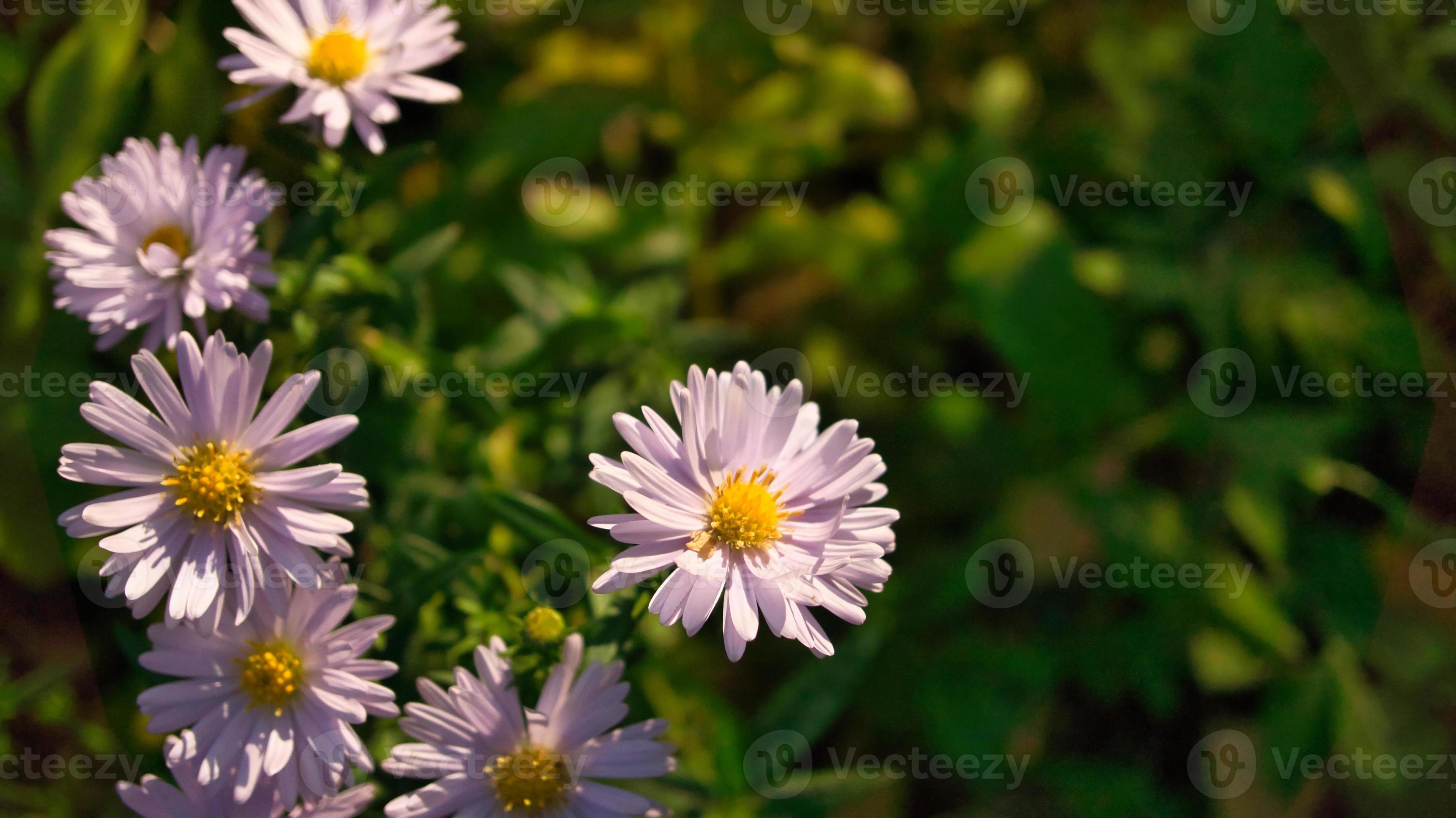 Daisy field with much bokeh on a meadow. Many flowers in ground view