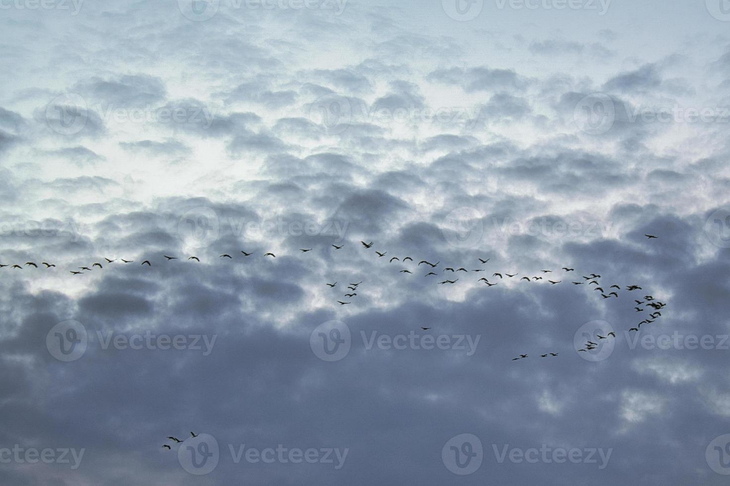 Cranes moving in formation in the sky. Migratory birds on the Darss. photo
