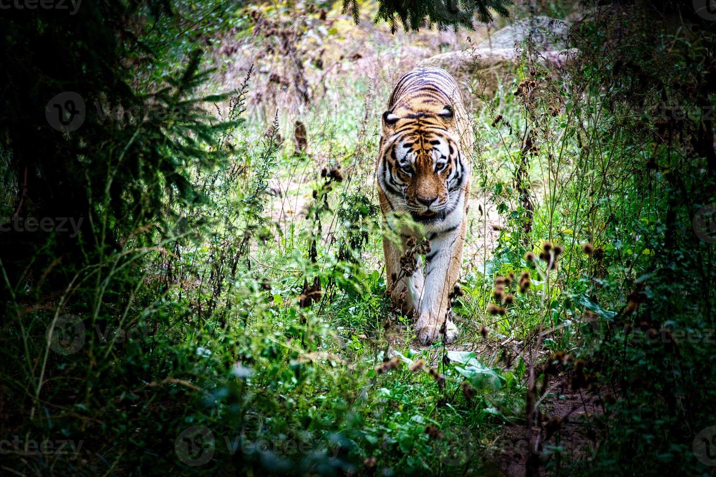 Siberian tiger. Elegant big cat. endangered predator. white,black,orange striped fur photo