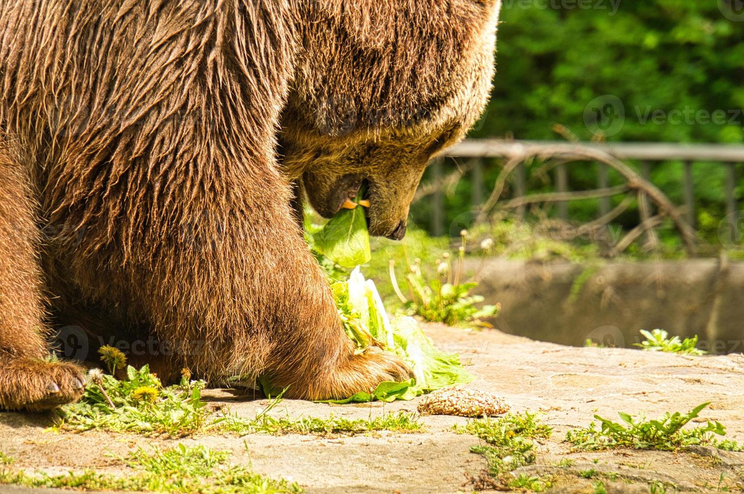 brown bear eating in berlin zoo photo