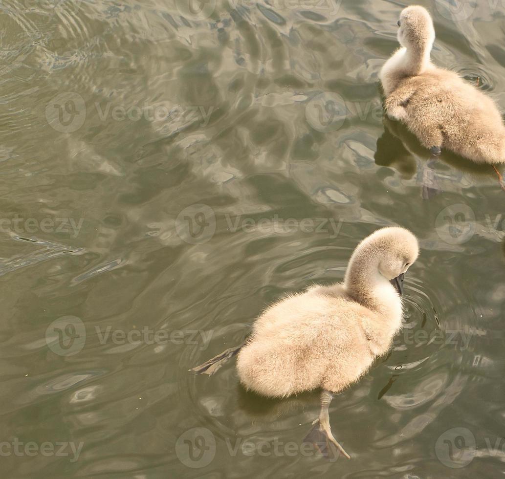 Chicks mute swan swimming in the water. Fluffy feathers of the small waterfowl photo