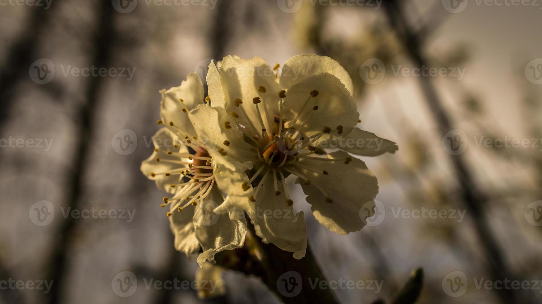 cherry blossoms on the branches of a cherry tree. photo