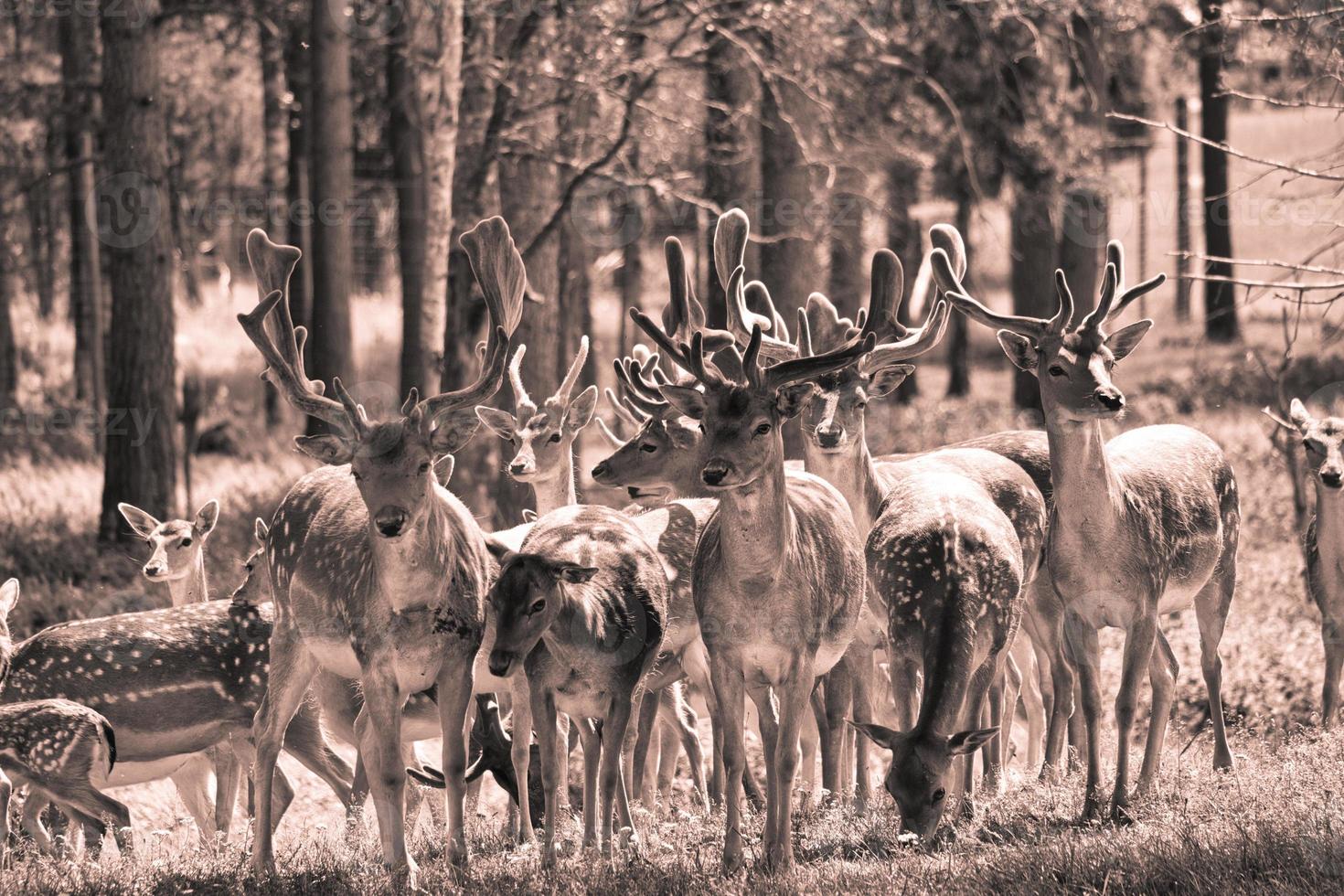 fallow deer in the meadow photo