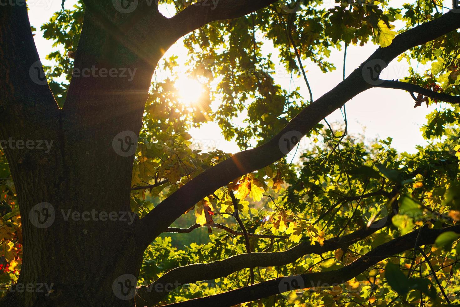 Sun rays in autumn shine through green foliage on tree. Trees in the background. photo