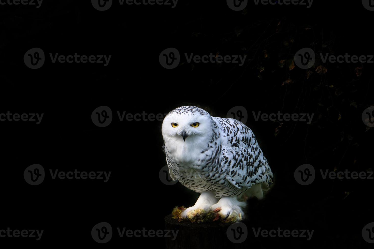 sitting snowy owl cropped in close up. photo