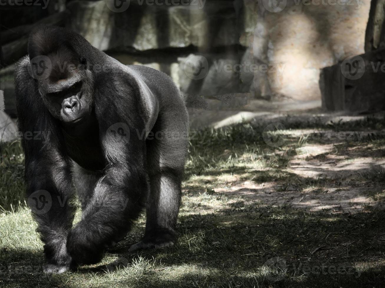 Gorilla, Silver back. The herbivorous big ape is impressive and strong. photo