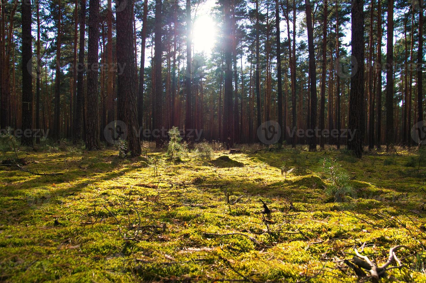 bosque de coníferas en otoño con musgo en el suelo del bosque y cálida luz otoñal. foto