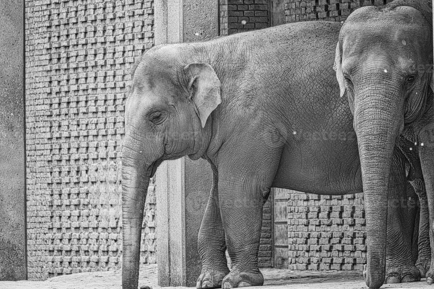 elephant couple, standing with hanging trunk. gray skin, largest land mammal. photo