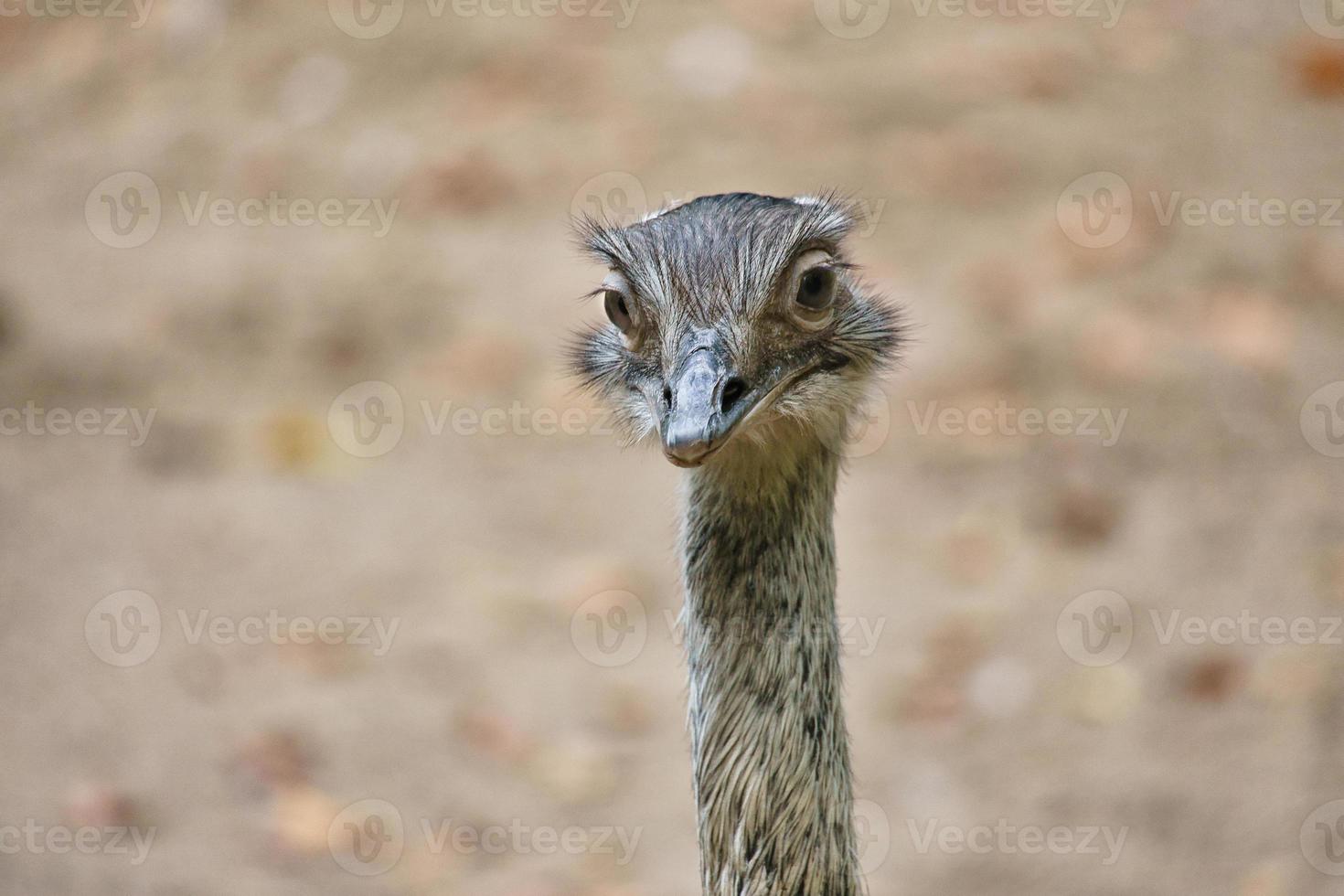 Bird ostrich with funny look. Big bird from Africa. Long neck and long eyelashes photo
