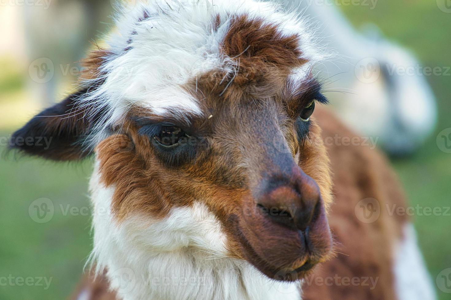 alpaca recorded in portrait. Interesting and cute mammals photo