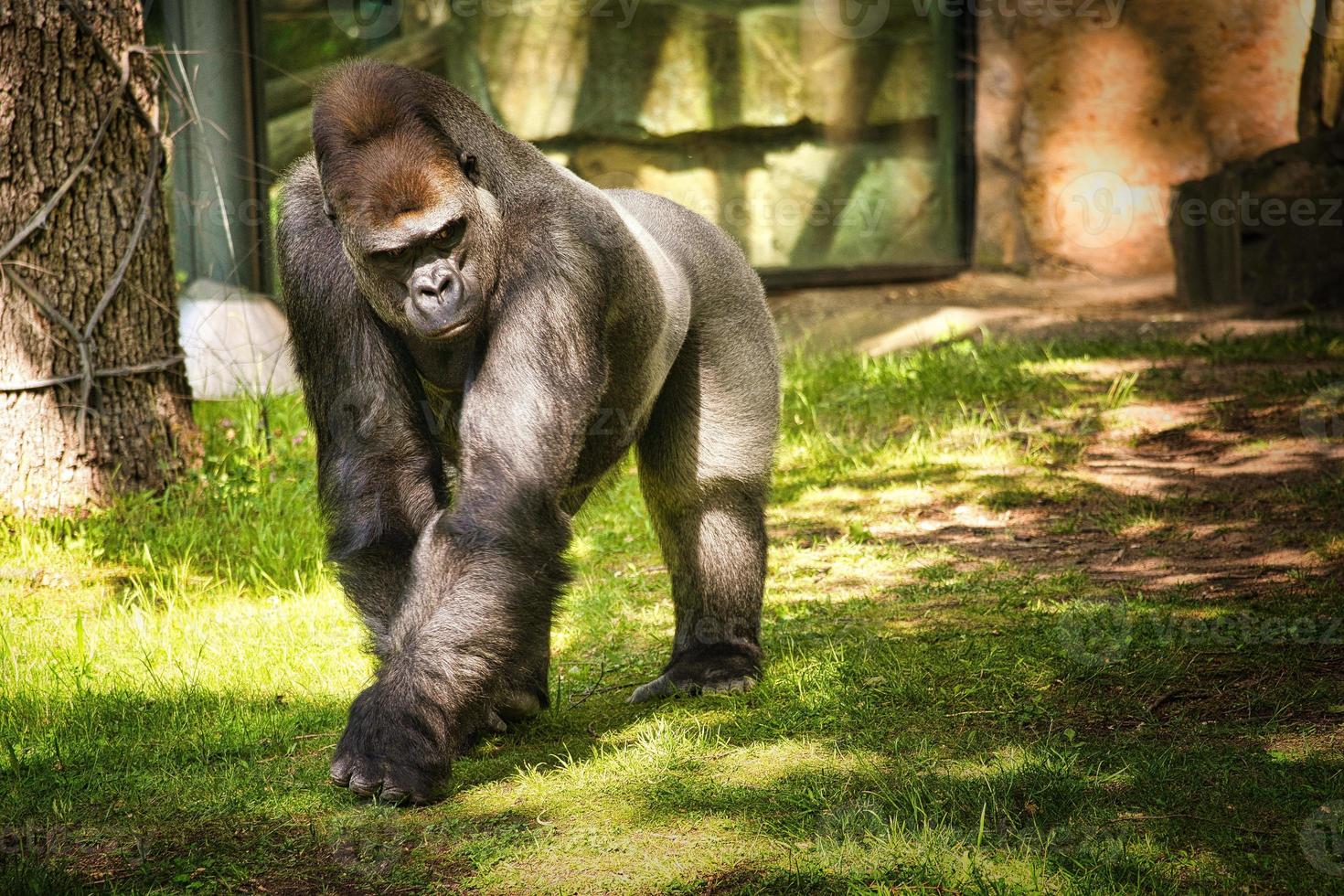 Gorilla, Silver back. The herbivorous big ape is impressive and strong. photo