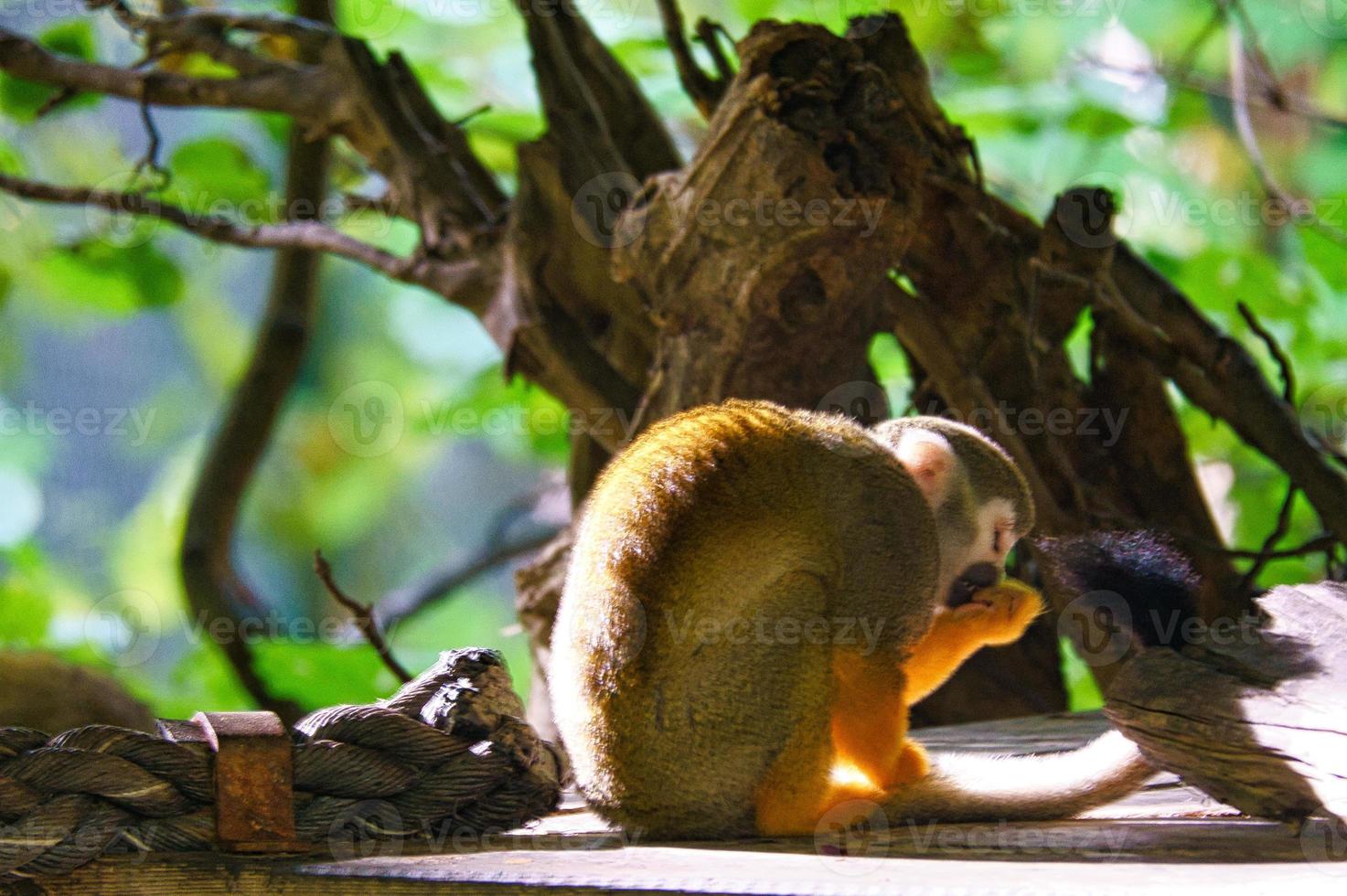 mono ardilla sentado en una plataforma y tomando comida. en un árbol envuelto en hojas foto