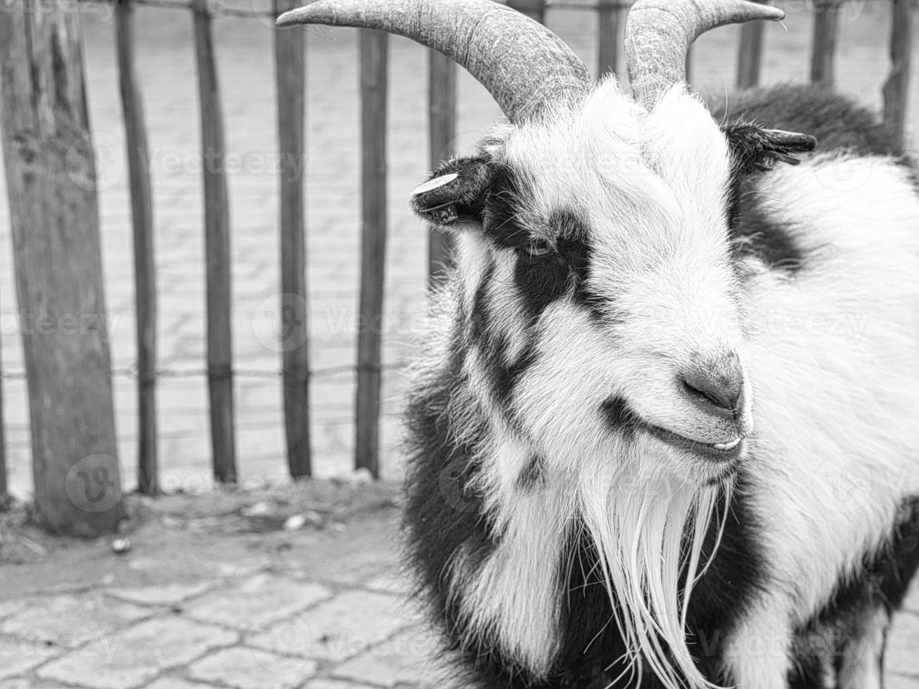 Goat close up in black and white with long goat bard. photo