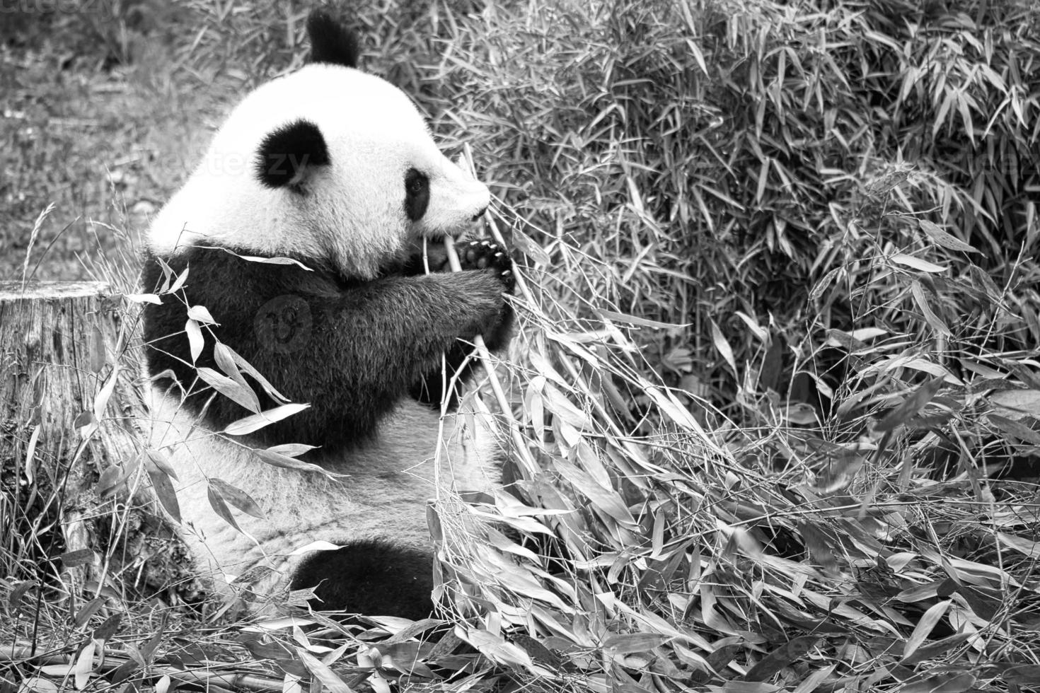 panda grande en blanco y negro, sentado comiendo bambú. especie en peligro. foto