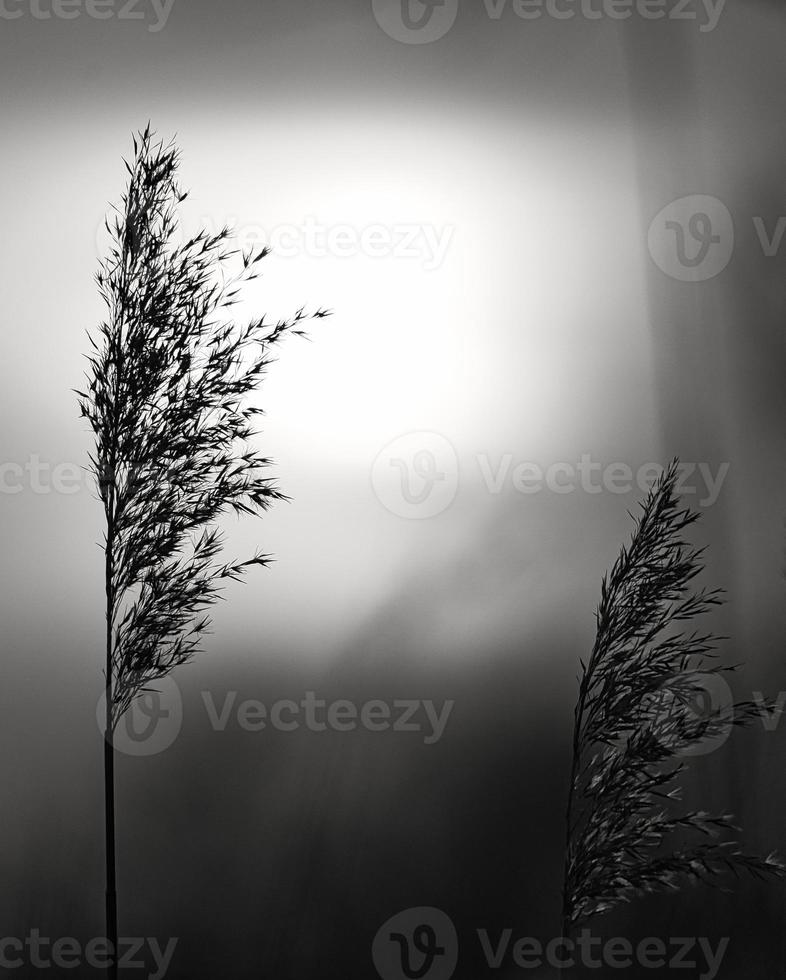 Reed in black and white. Romantic sunset. Dreamy and calm mood in nature photo