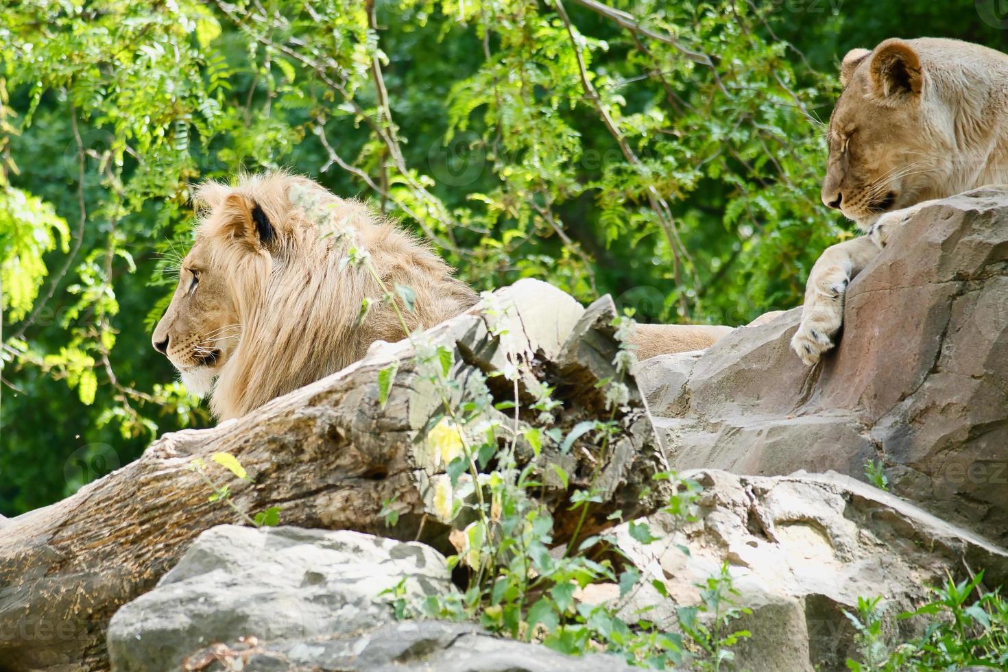 Lion couple lying on a rock. Relaxed predators looking into the distance. Big cat. photo