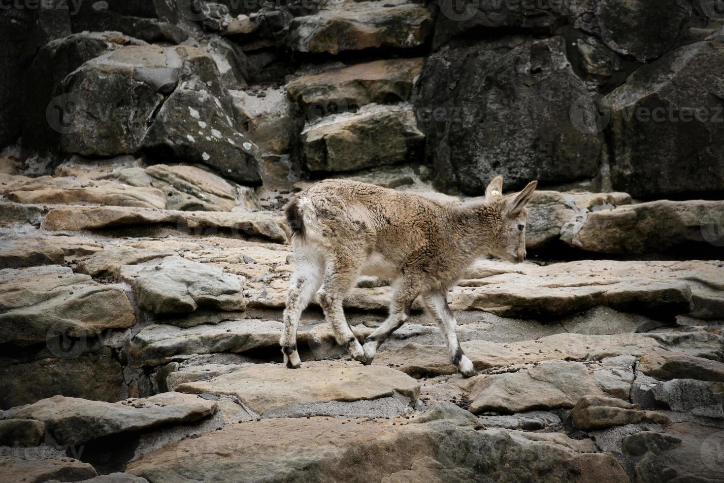 bebé ibex en una roca en la naturaleza. cuerno pequeño en mamífero. escalada de ungulados foto