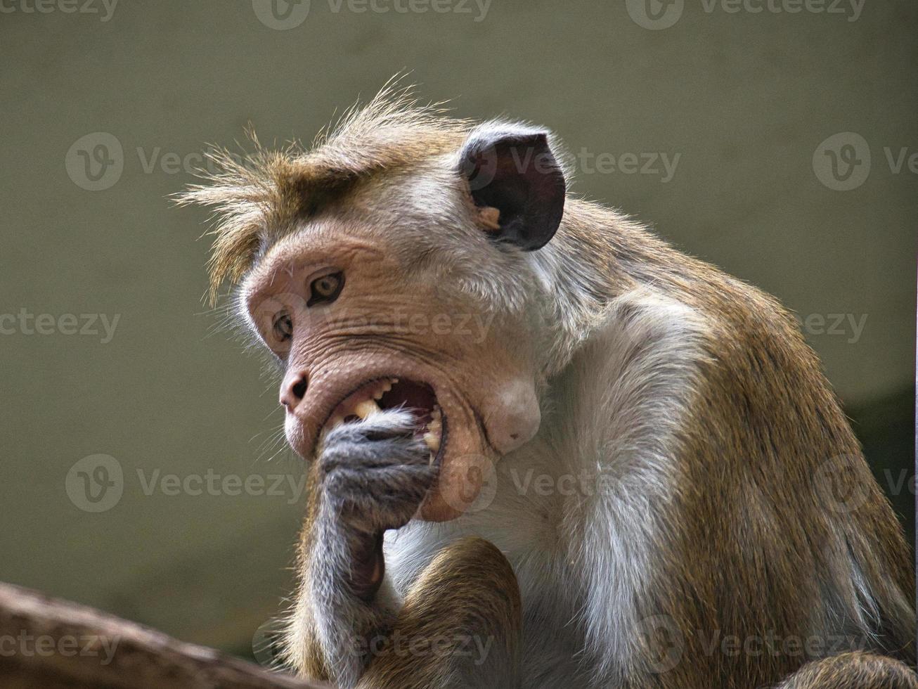 Rhesus monkey sitting on a branch and nibbling his hand. animal photo
