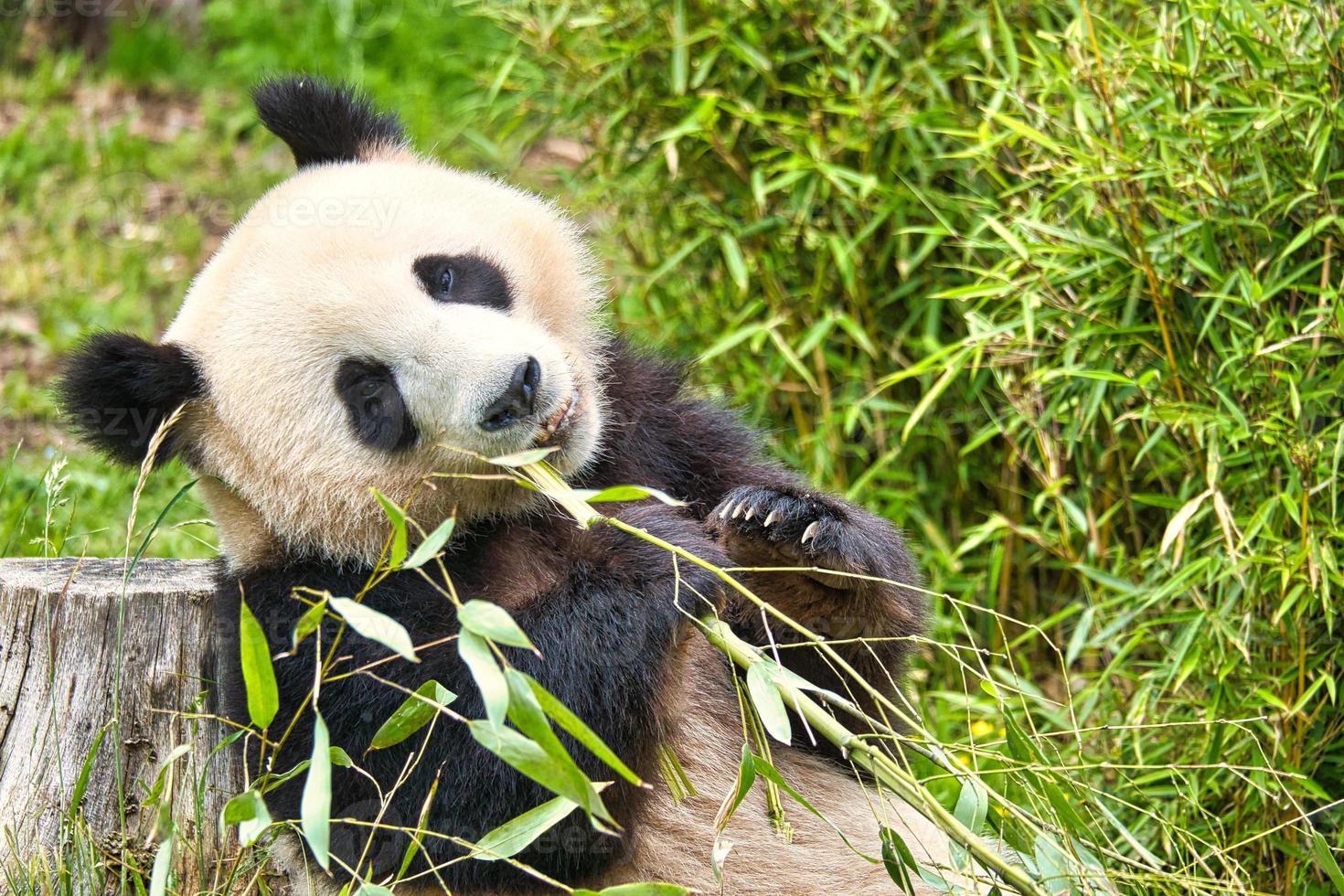 big panda sitting eating bamboo. Endangered species. Black and white mammal photo