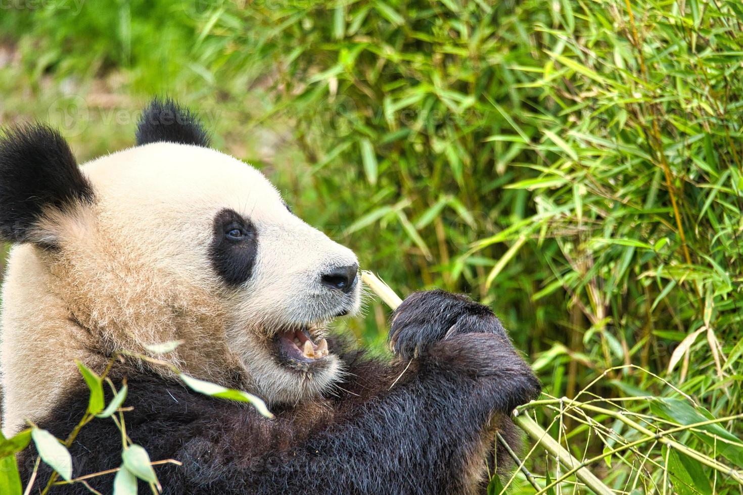 gran panda sentado comiendo bambú. especie en peligro. mamífero blanco y negro foto