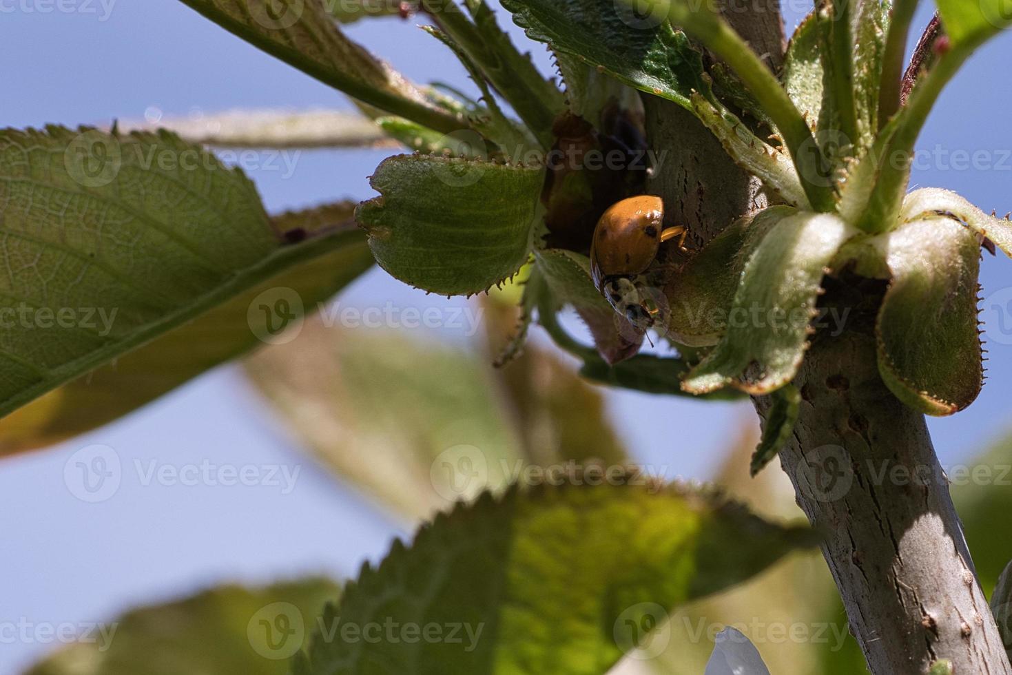 A ladybug on a flower released on a warm summer day. Macro shot photo