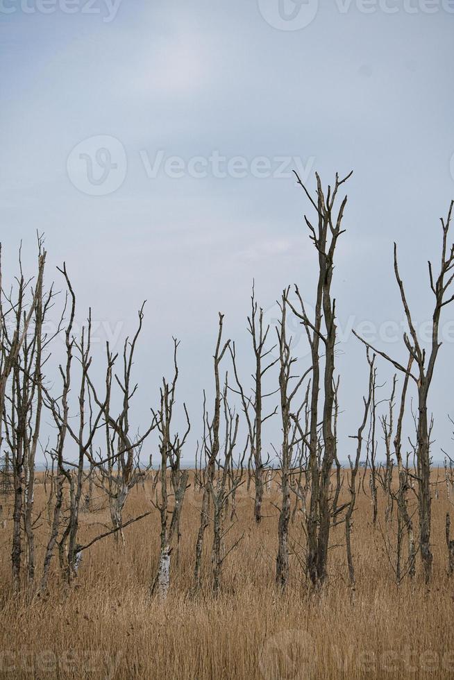 árboles muertos en el mar Báltico. bosque muerto vegetación dañada. parque Nacional foto