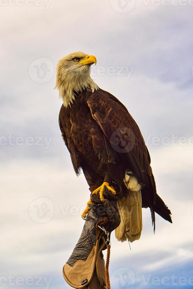 a bald eagle. detailed shot. graceful and proud bird. photo