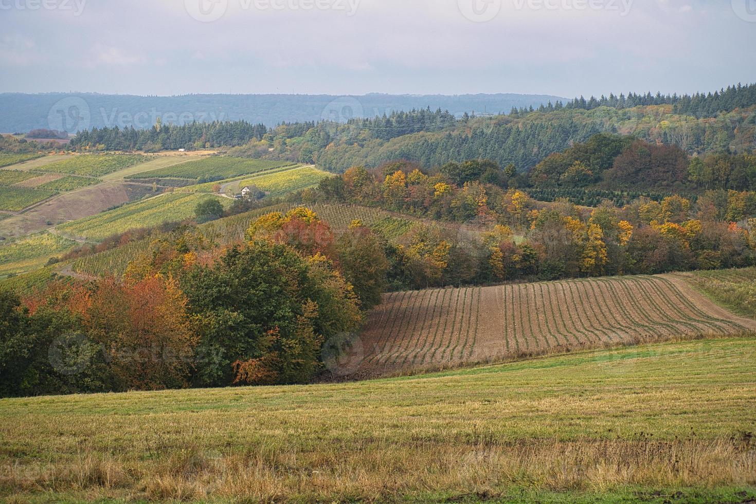 In Saarland forests, meadows and solitary trees in autumn look. photo