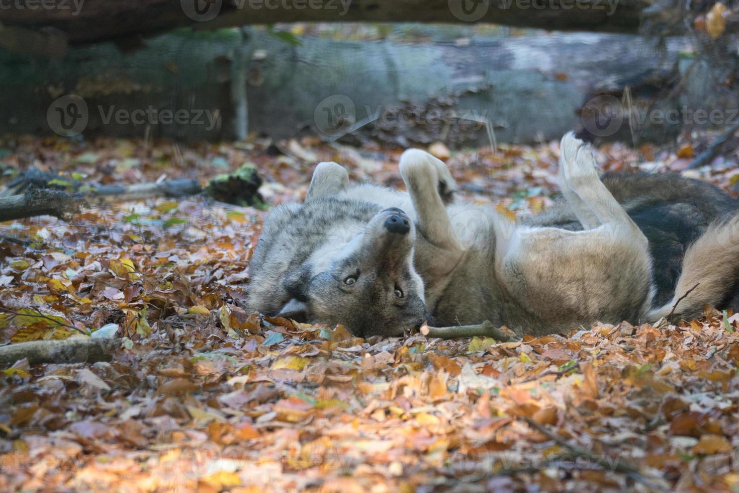 mongolian wolf in a deciduous forest close up. photo